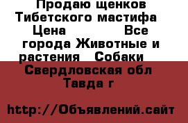 Продаю щенков Тибетского мастифа › Цена ­ 45 000 - Все города Животные и растения » Собаки   . Свердловская обл.,Тавда г.